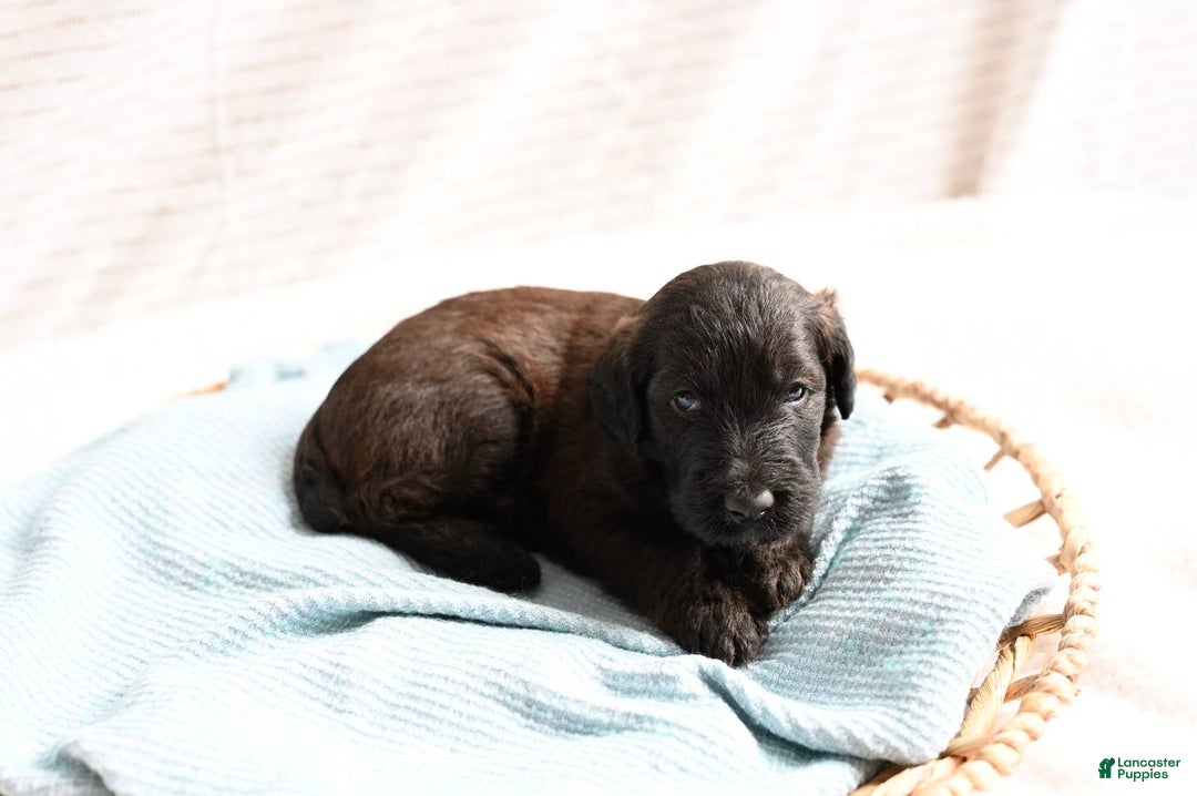 Mixed Breed dogs for sale: Echo - Ad 1