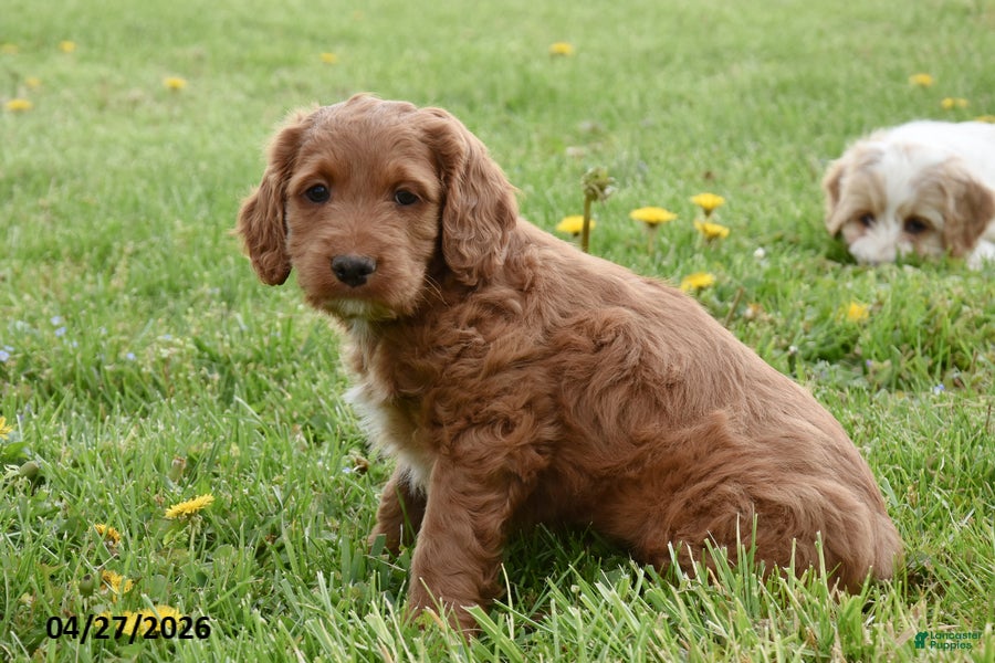 Cockapoo dogs Corbin - Ad 2