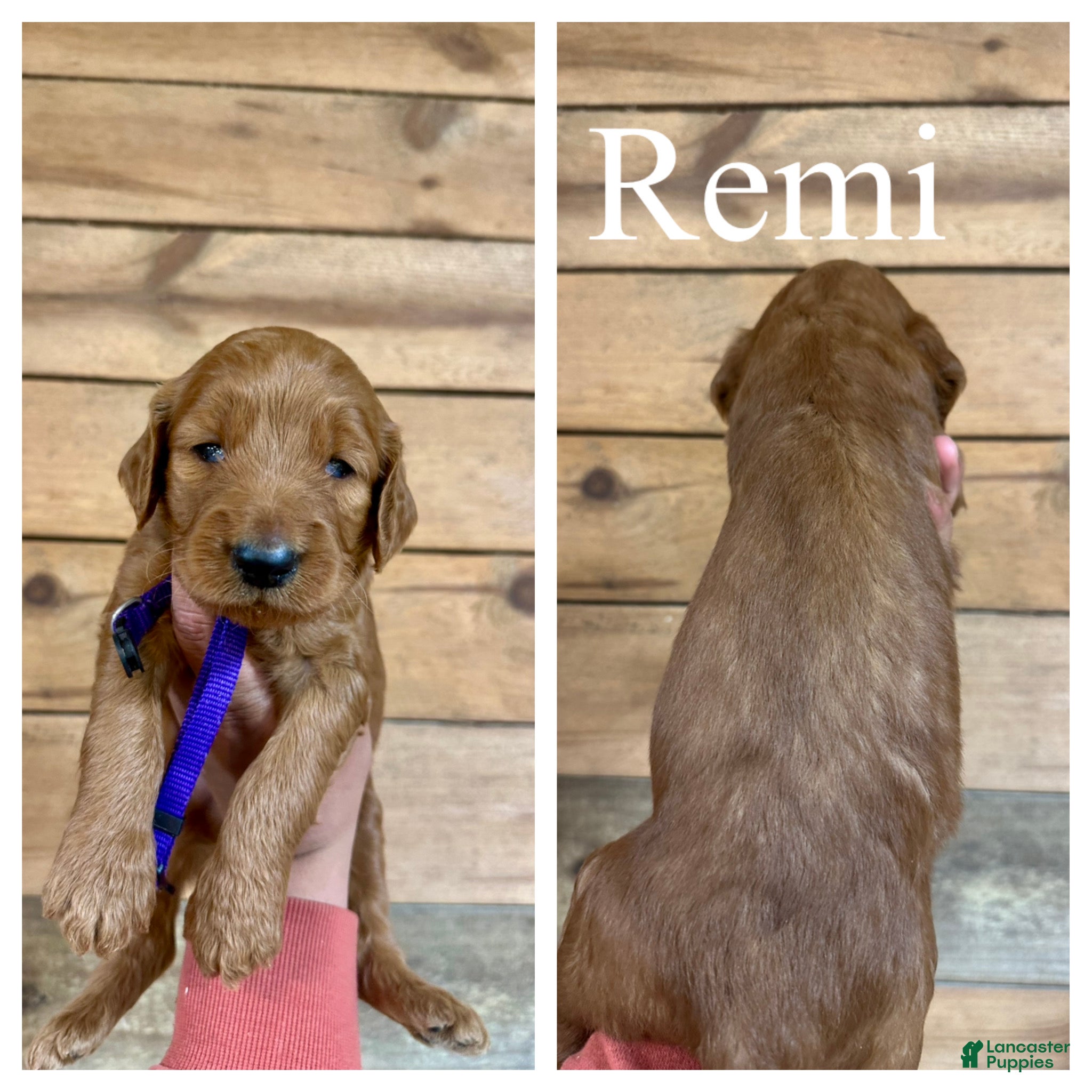 Goldendoodle dogs Remi - Ad 1