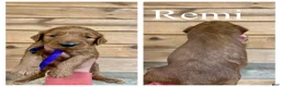 Goldendoodle dogs for sale: Remi - Ad 1