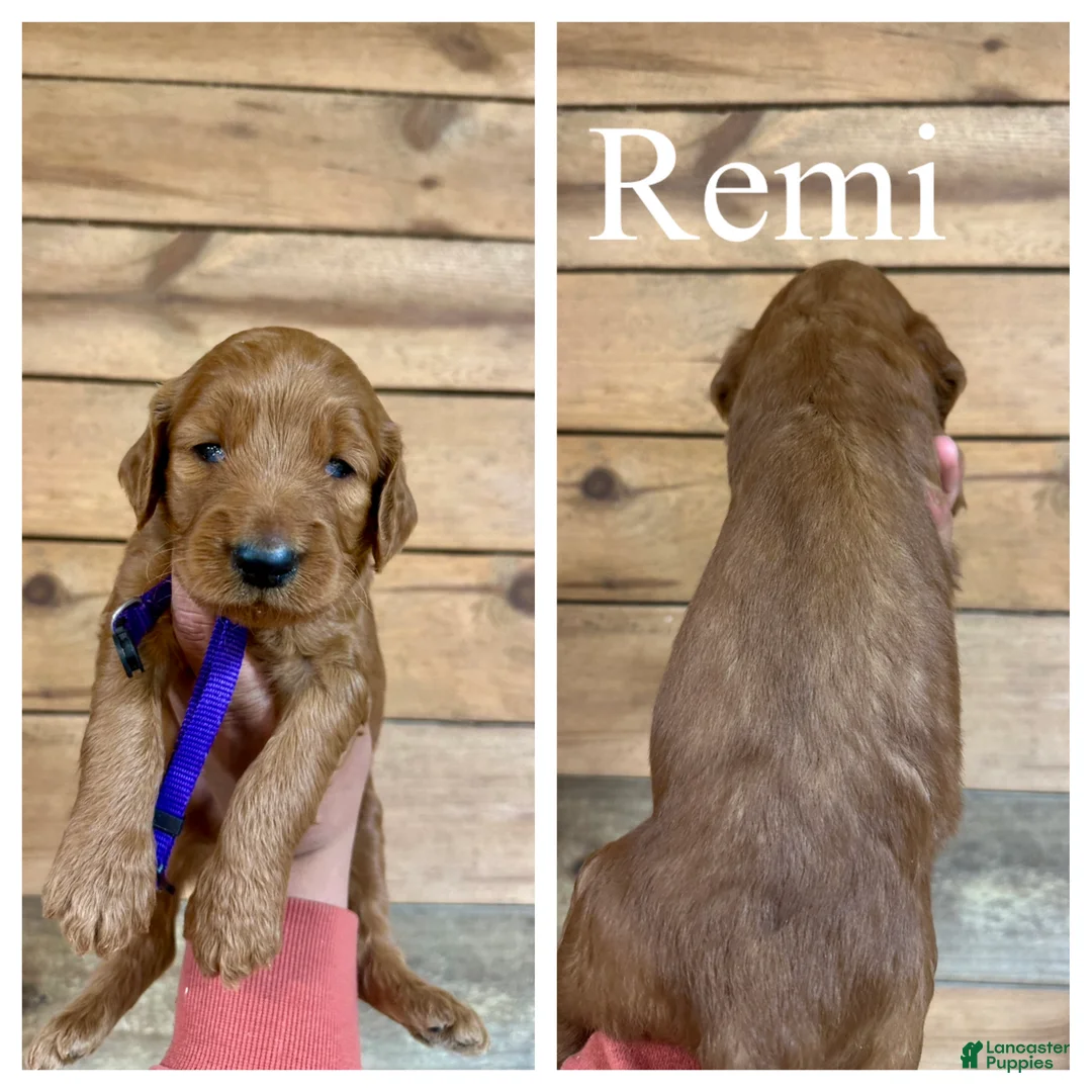 Goldendoodle dogs for sale: Remi - Ad 1