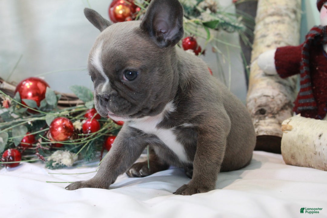 Frenchton dogs for sale: Bella  - Ad 5
