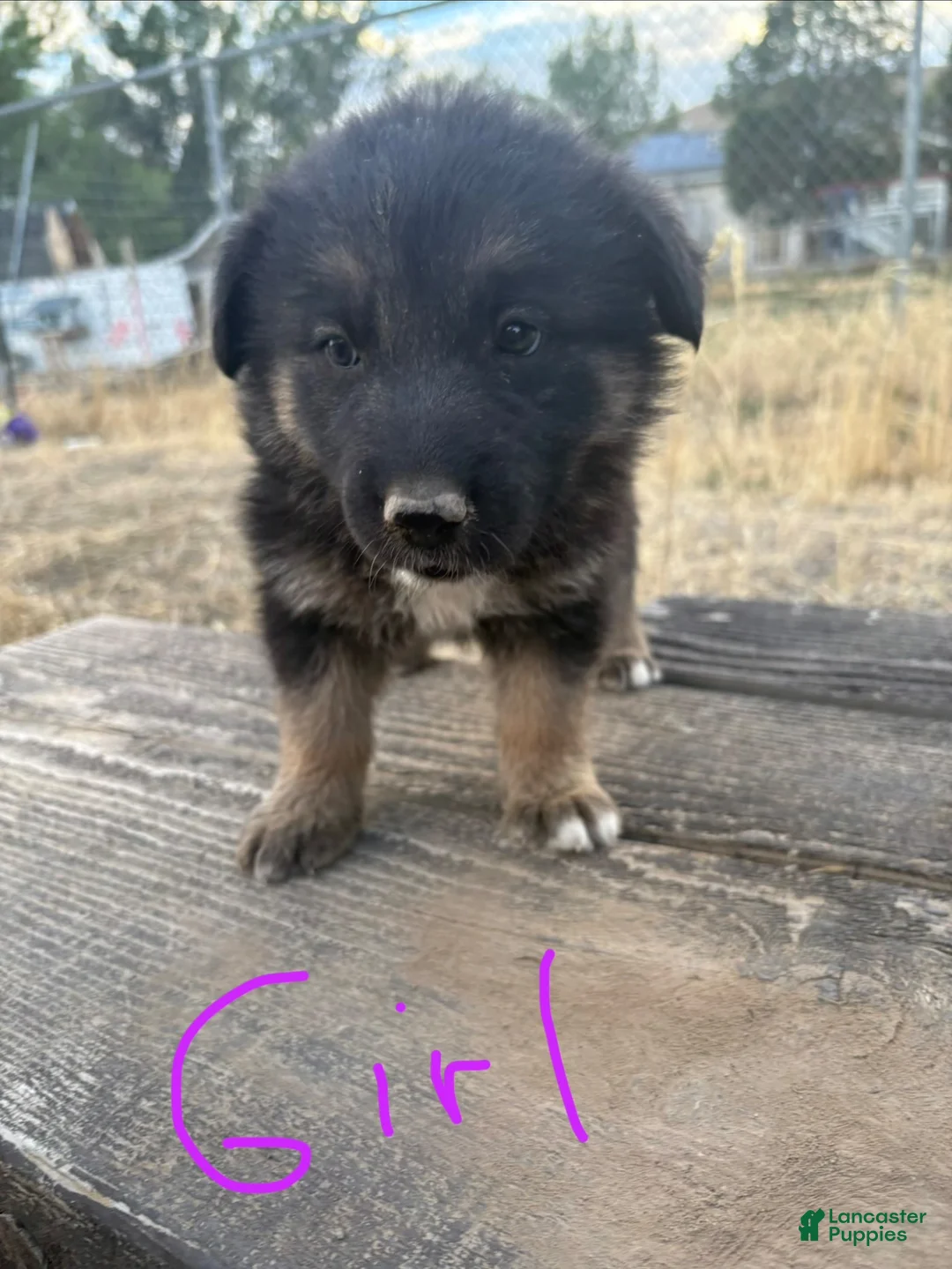 Mixed Breed dogs for sale: Mixed Breed 1 - Ad 2