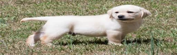 Labrador Retriever dogs for sale: Kobe - Ad 1