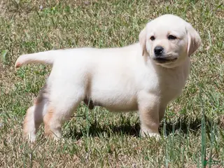 Labrador Retriever dogs Kobe - Ad 21