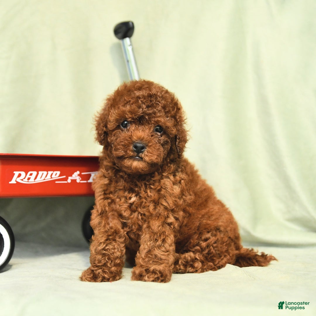 Miniature Poodle dogs for sale: Daffodil - Ad 5