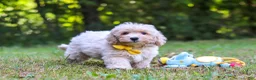Bichpoo dogs for sale: Caleb - Ad 5