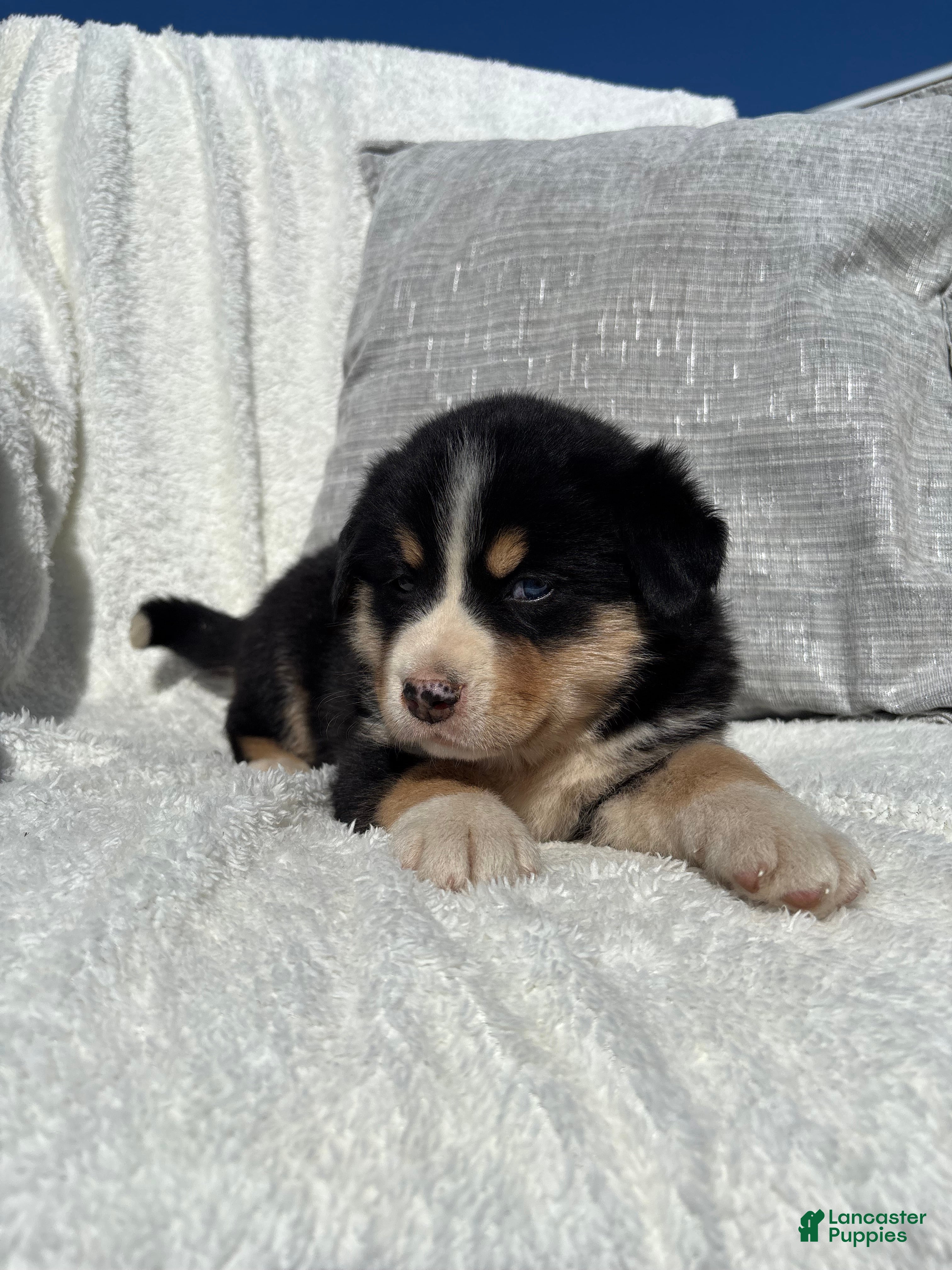 Mixed Breed dogs Mixed Breed 3 - Ad 2