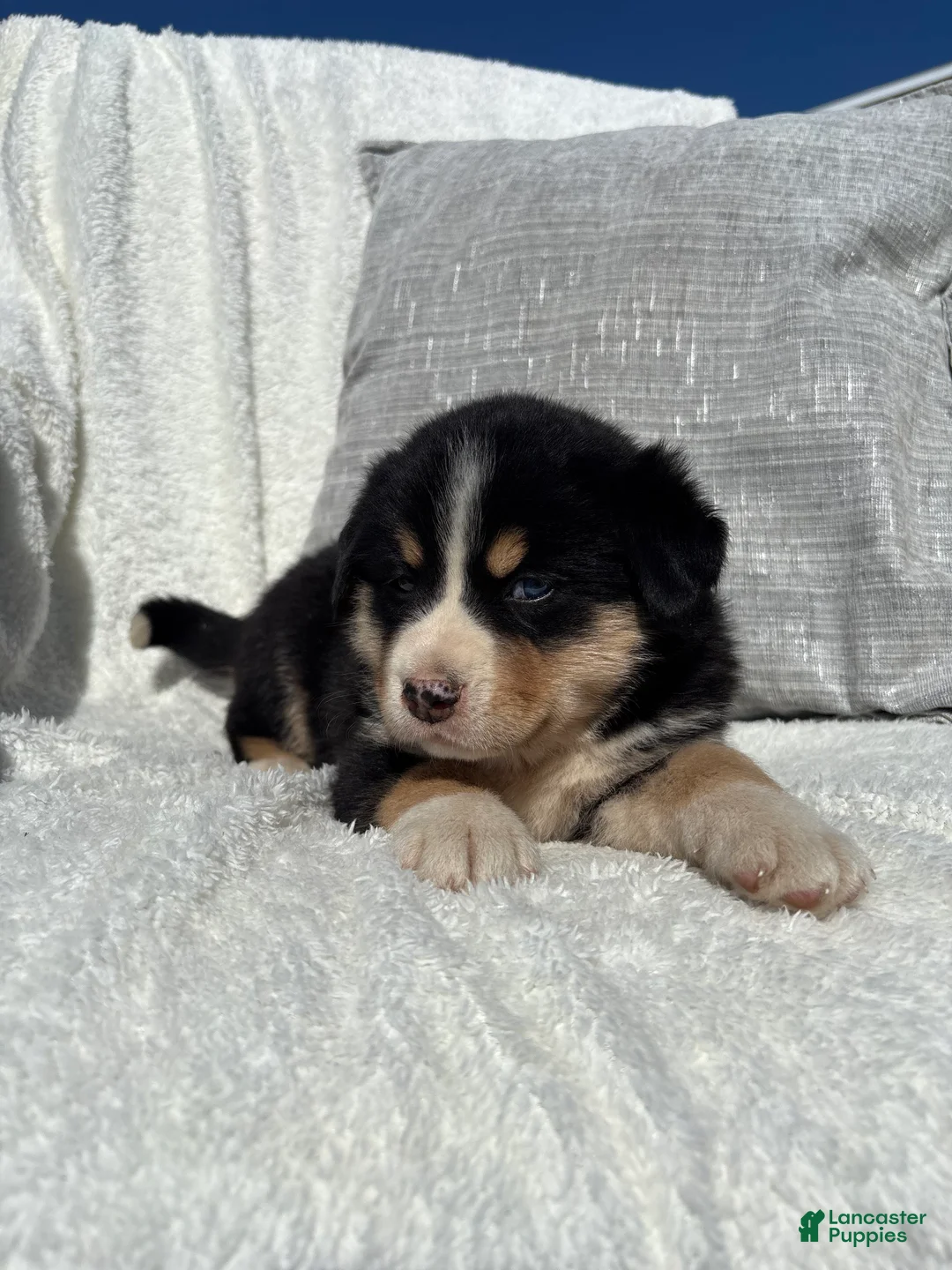 Mixed Breed dogs for sale: Mixed Breed 3 - Ad 2