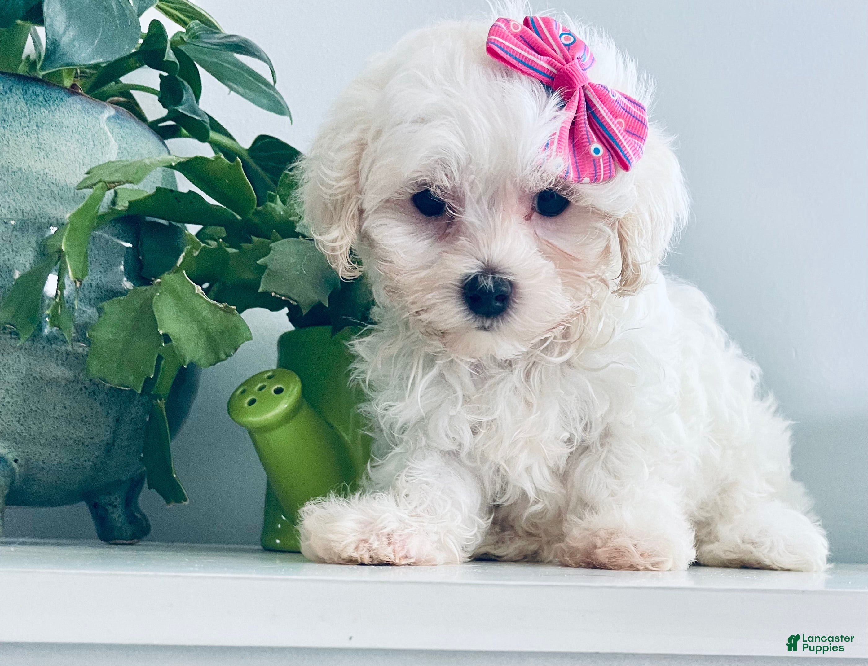 Maltese dogs Teacup Tiana - Ad 1