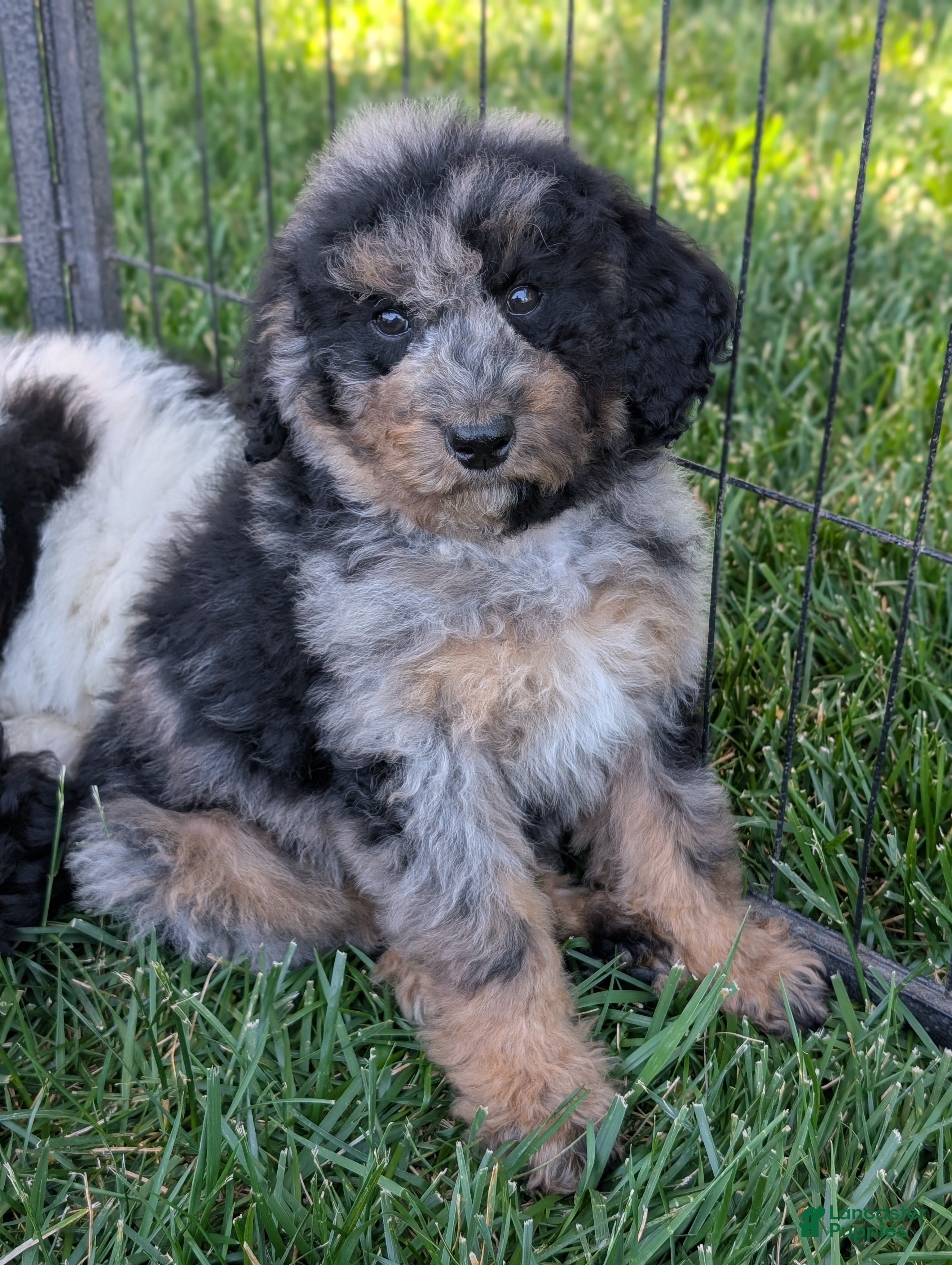 Mixed Breed dogs ROWAN - Ad 1