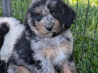 Mixed Breed dogs for sale: ROWAN - Ad 3