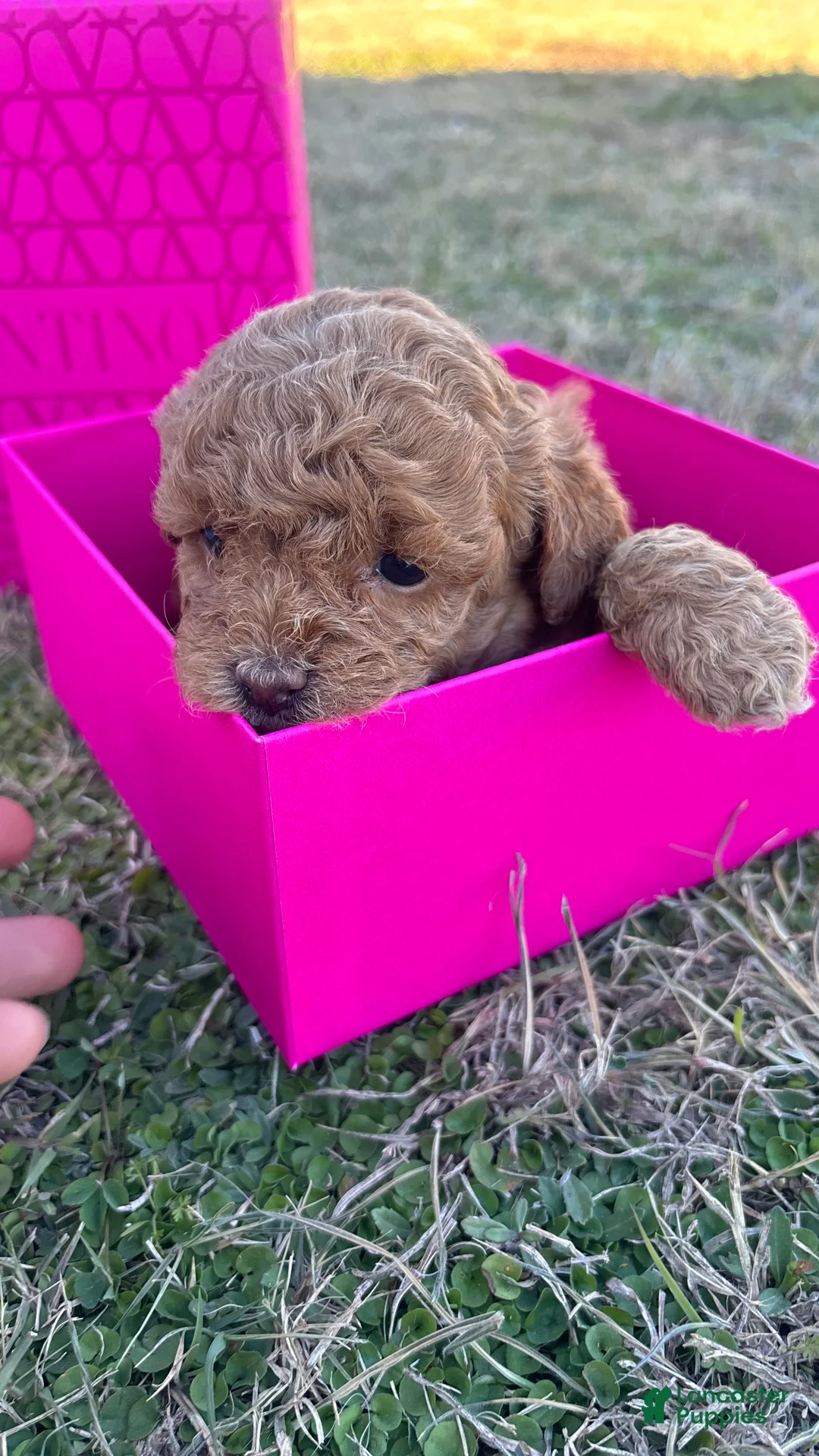 Toy Poodle dogs for sale: Toy Poodle Puppy 3 - Ad 4