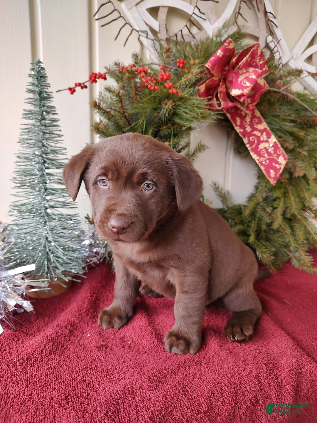 Labrador Retriever dogs for sale: Belle - Ad 4