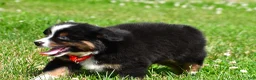 Miniature Australian Shepherd dogs for sale: Archer - Ad 8