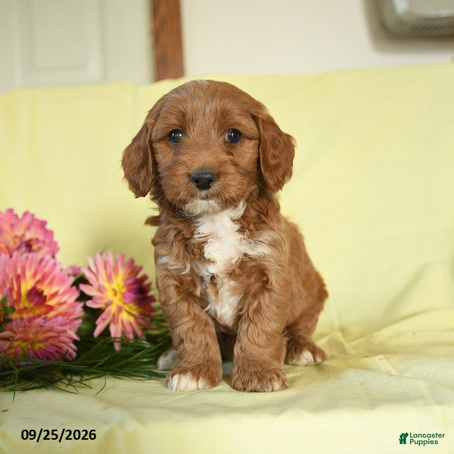 Mini Goldendoodle dogs Willow - Ad 2