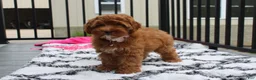 Cockapoo dogs for sale: Penny - Ad 4
