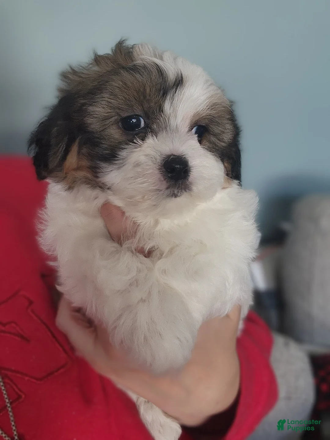 Teddy Bear dogs for sale: Teddy Bear Puppy 1 - Ad 1