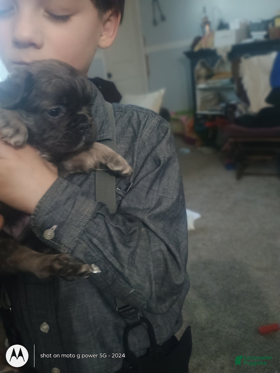 French Bulldog dogs for sale: Fluffy Bluey - Ad 3