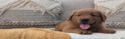 Golden Retriever dogs for sale: Hudson  - Ad 5