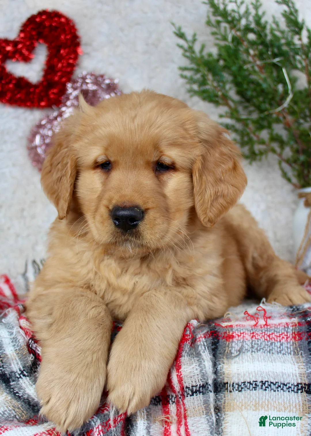 Golden Retriever dogs for sale: Tommy - Ad 1