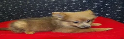 Pomeranian dogs for sale: Mallard - Ad 4