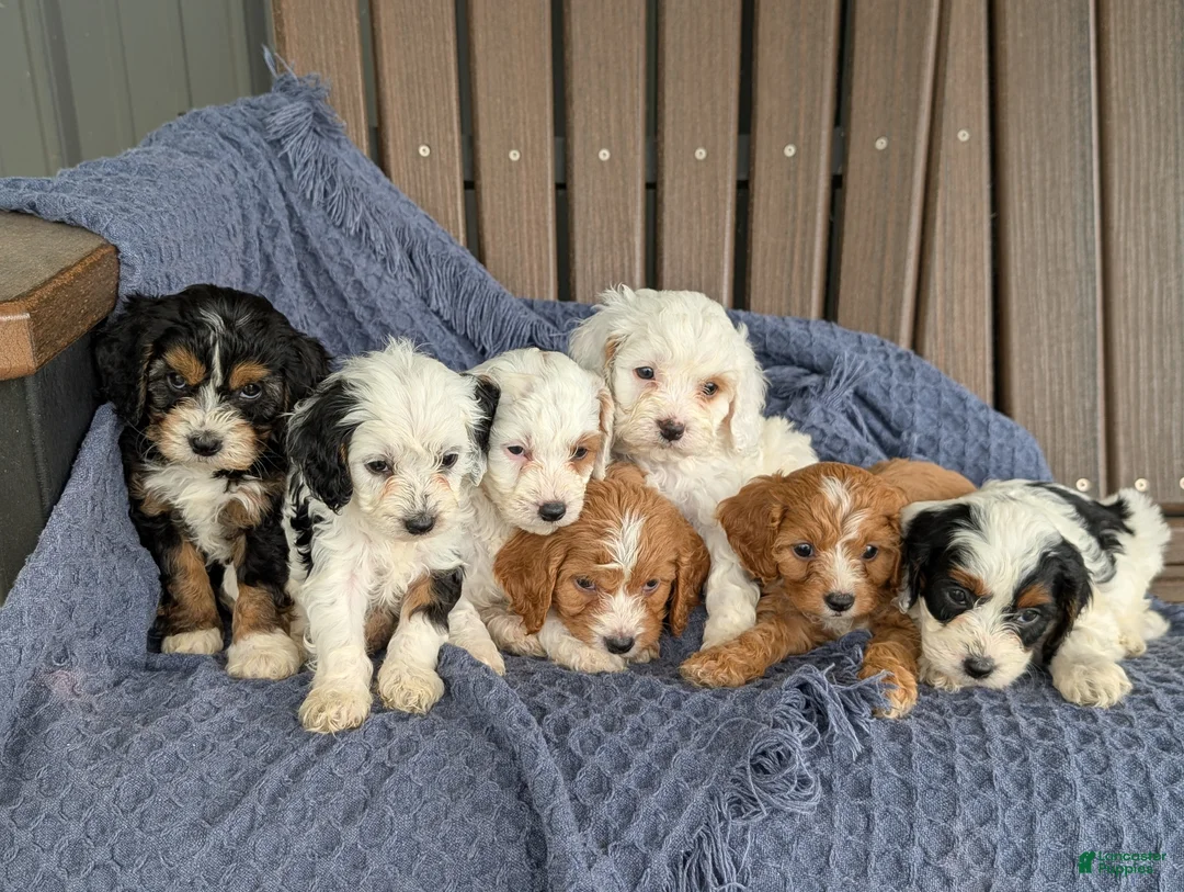 Cavapoo dogs for sale: Eloise  - Ad 6