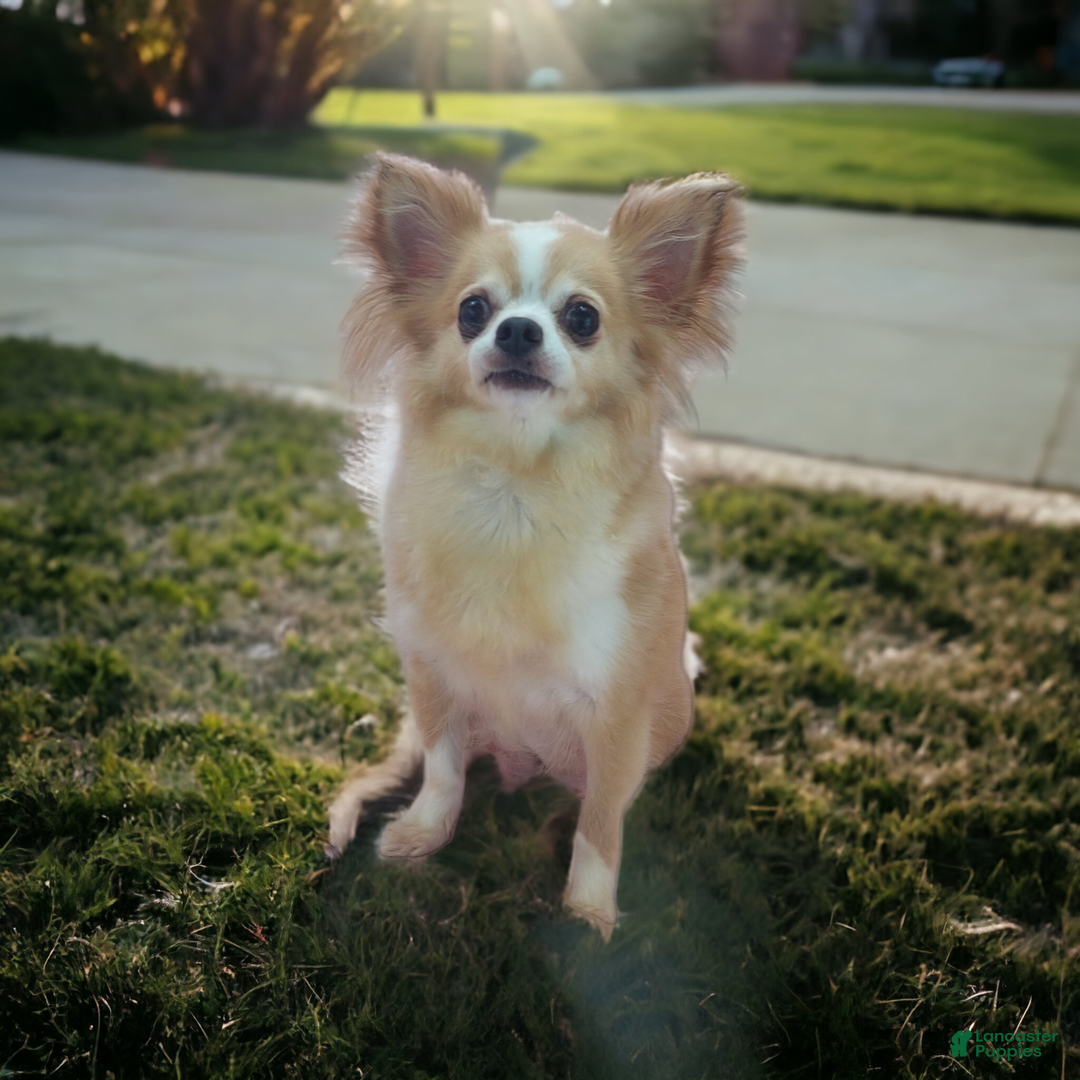 Chihuahua dogs for sale: Milly - Ad 13