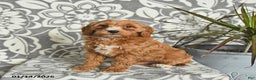 Mini Goldendoodle dogs for sale: Rocky - Ad 2