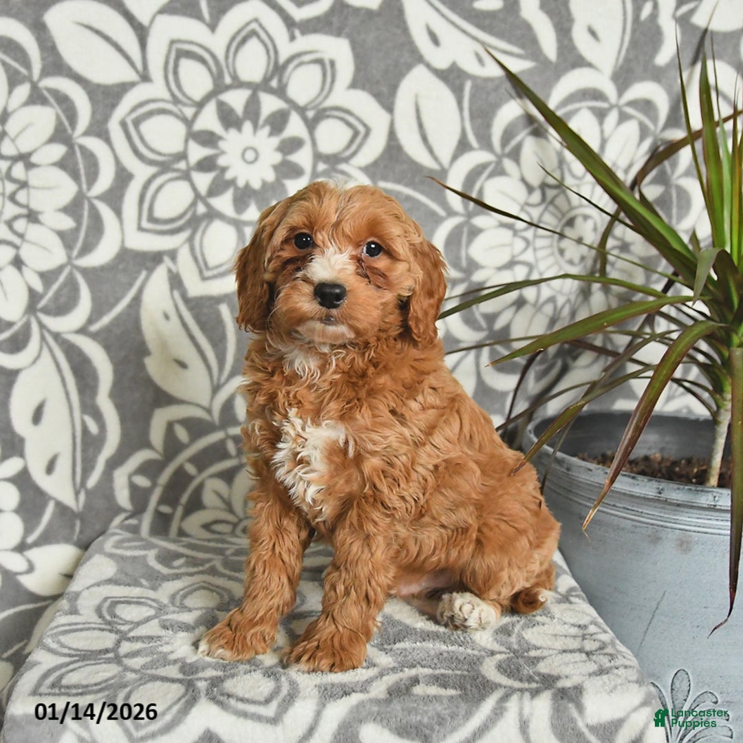 Mini Goldendoodle dogs for sale: Rocky - Ad 2