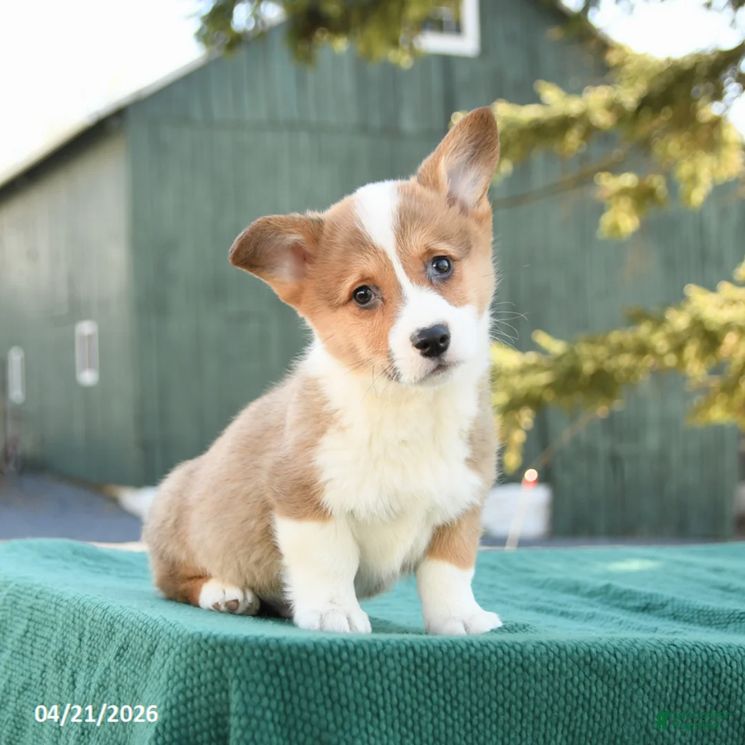 Welsh Corgi Pembroke dogs for sale: Shadow - Ad 2