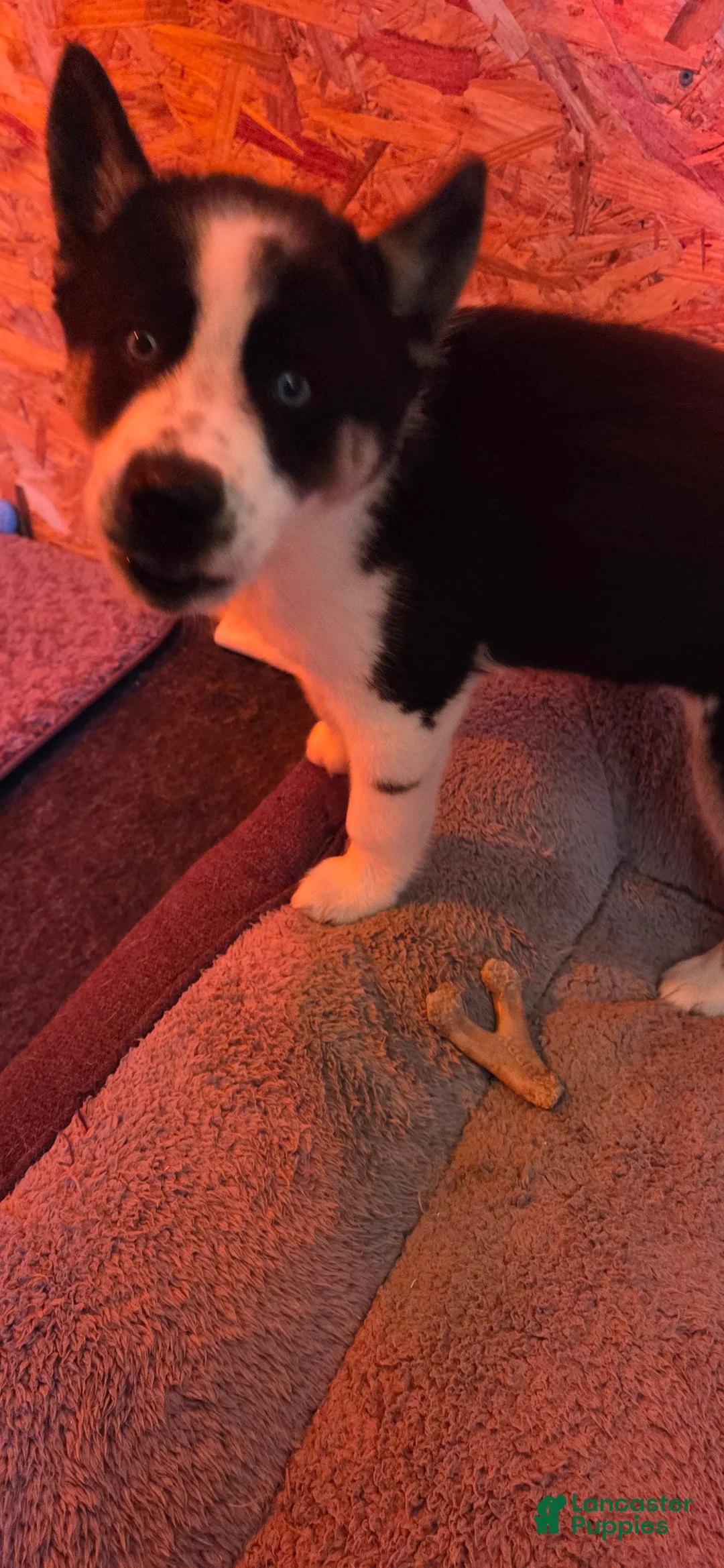 Siberian Husky dogs for sale: Siberian Husky Puppy 1 - Ad 8