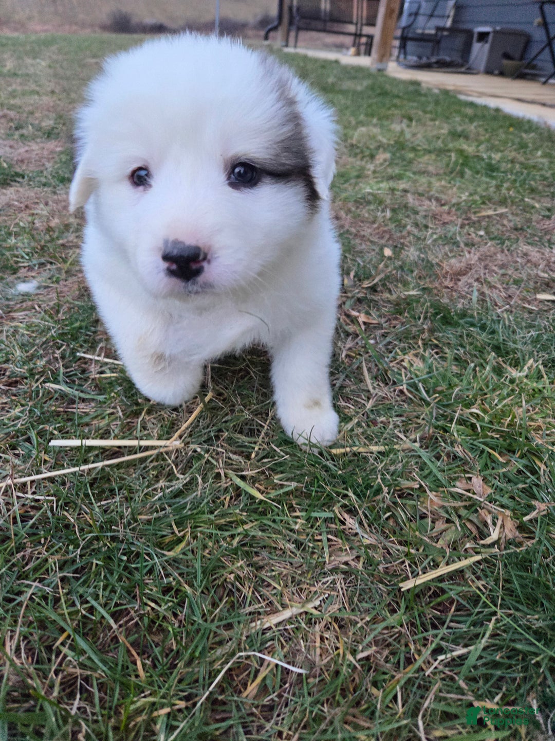 Great Pyrenees dogs for sale: Lucy - Ad 9