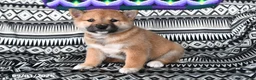 Shiba Inu dogs for sale: Sara Ann - Ad 2