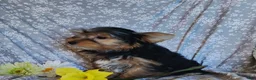 Yorkshire Terrier dogs for sale: Jacqueline - Ad 4