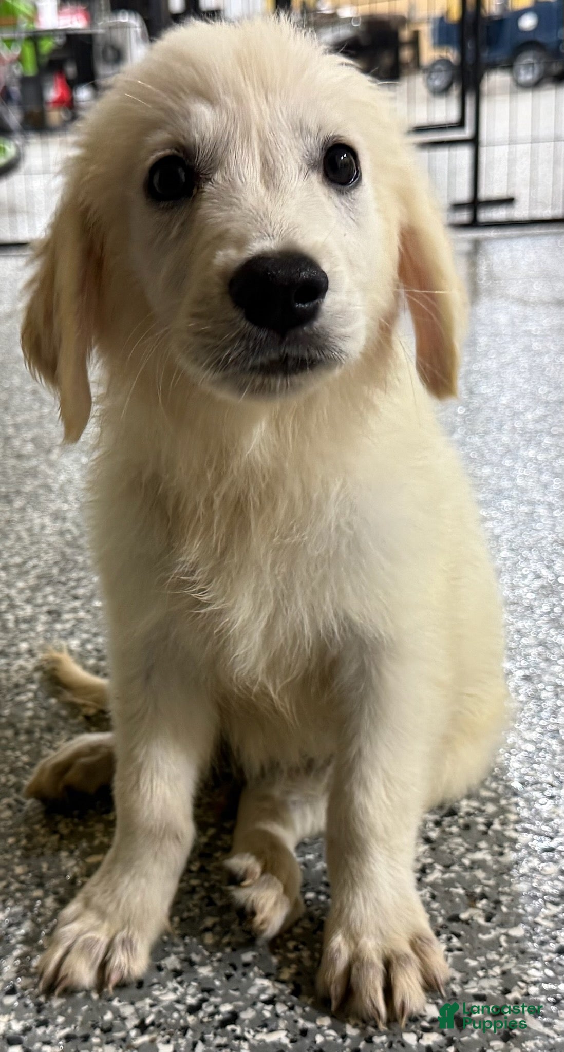 Golden Retriever dogs Teddy - Ad 1