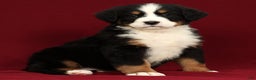 Bernese Mountain Dog dogs for sale: Shane - Ad 1