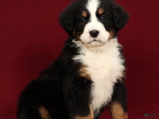 Bernese Mountain Dog dogs Shane - Ad 38