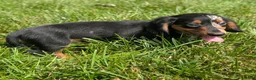 Miniature Dachshund dogs for sale: Miniature Dachshund 2 - Ad 5