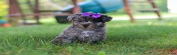 Yorkiepoo dogs for sale: Stella - Ad 1