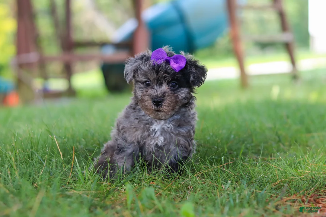 Yorkiepoo dogs for sale: Stella - Ad 1