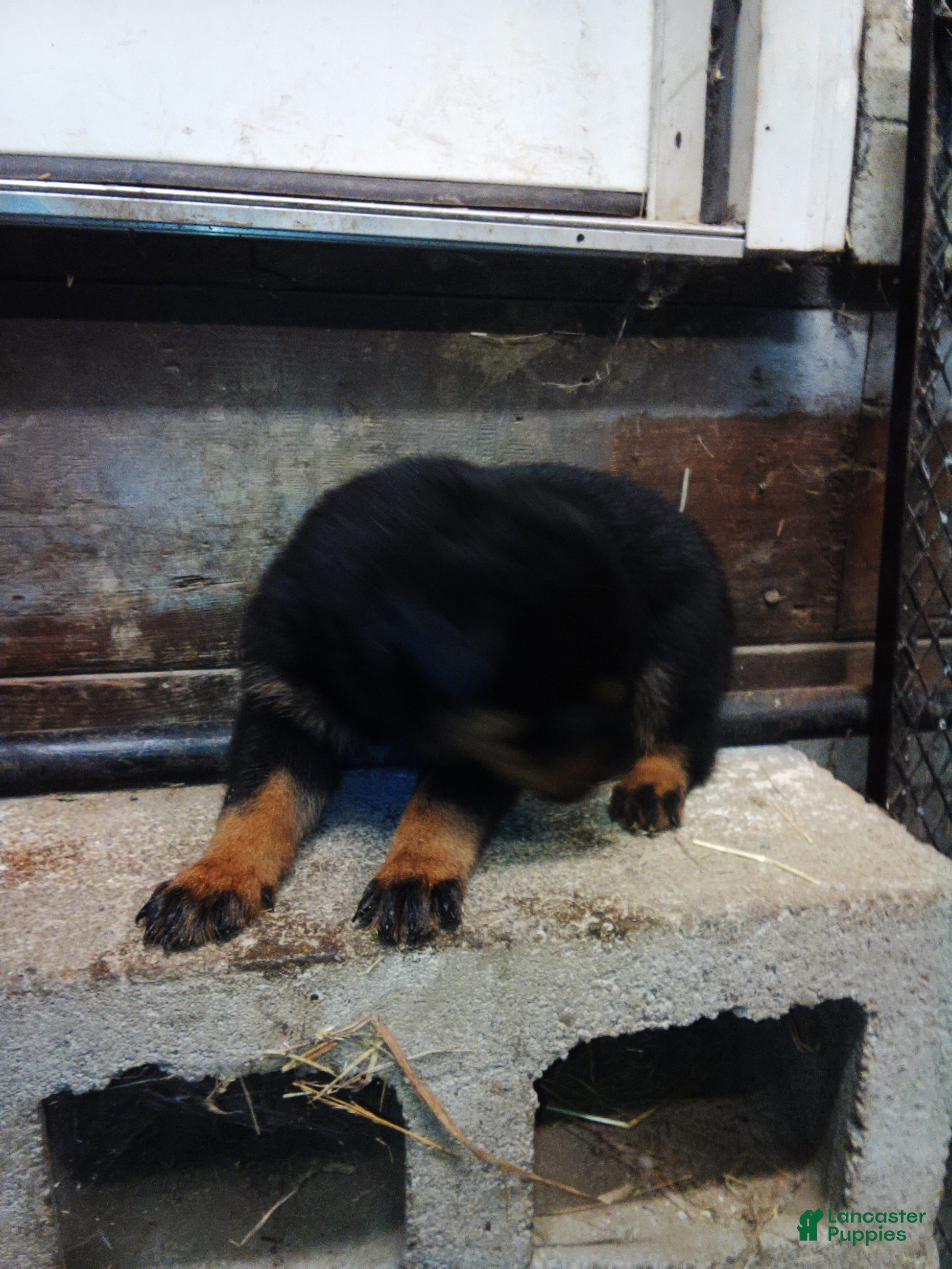 Rottweiler dogs Rottweiler 8 - Ad 42