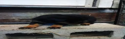 Rottweiler dogs for sale: Rottweiler 8 - Ad 1