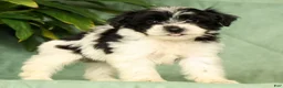 Yorkiepoo dogs for sale: Ringo - Ad 8