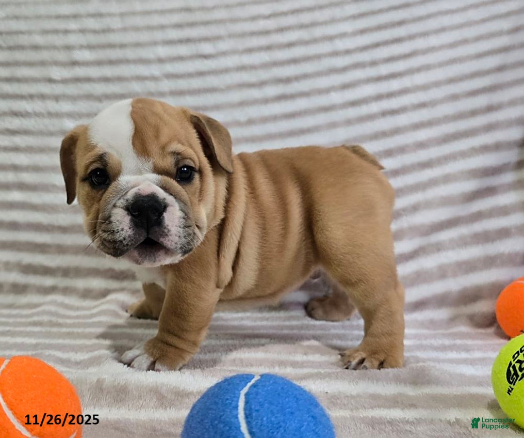 English Bulldog dogs for sale: Bear - Ad 1