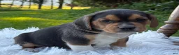 Puggle dogs for sale: Paxton - Ad 4