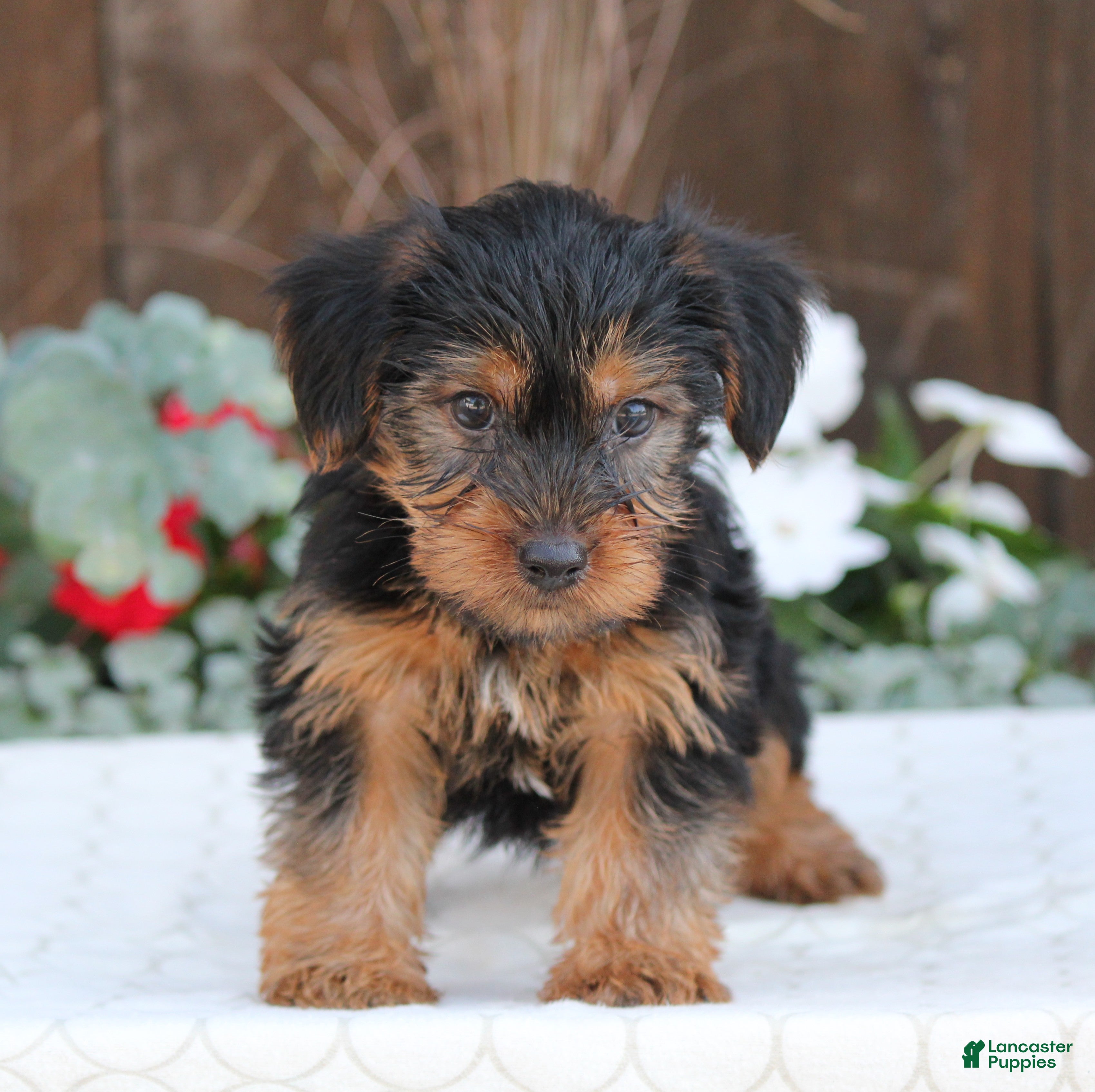Yorkshire Terrier dogs Scout - Ad 2