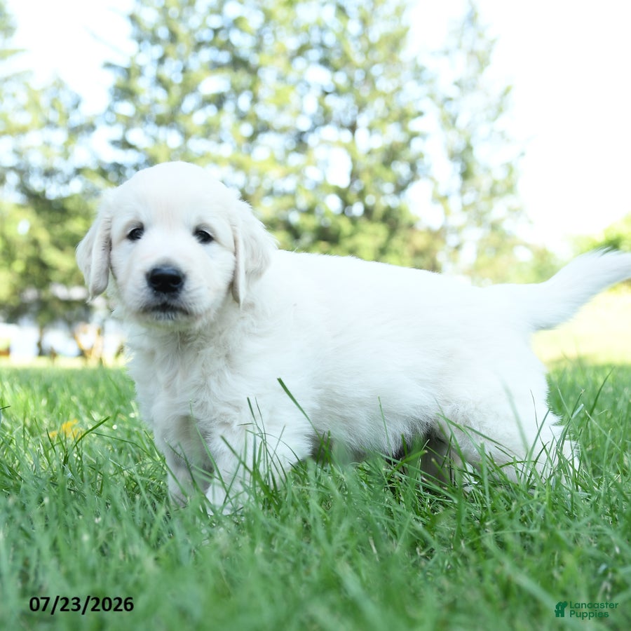 Golden Retriever dogs Alonzo - Ad 2