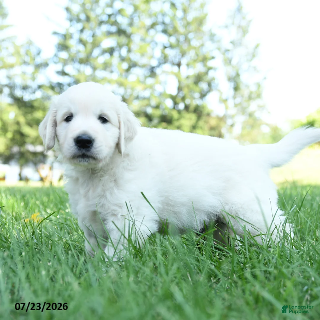 Golden Retriever dogs for sale: Alonzo - Ad 2