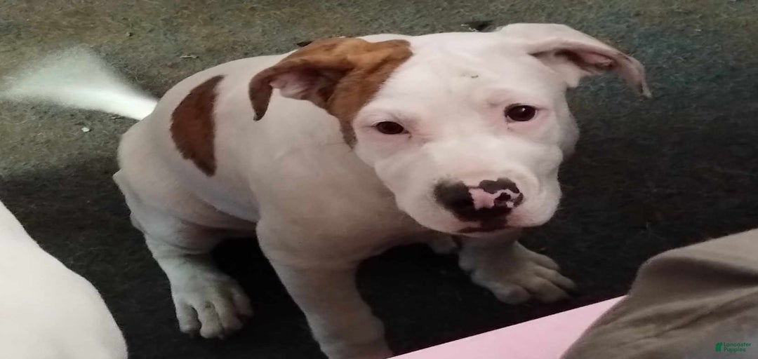 Gallery Image {{count}}